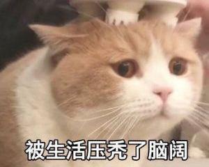 Volkswagen, FAW, Audi, Tanyue, Skoda