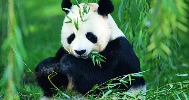 Corolla, Beijing, Toyota, Hyundai, discovered