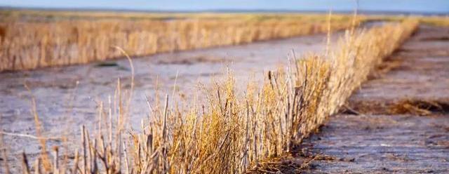 Corolla, Beijing, Toyota, Hyundai, discovered
