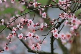 哈弗,遠程,東風